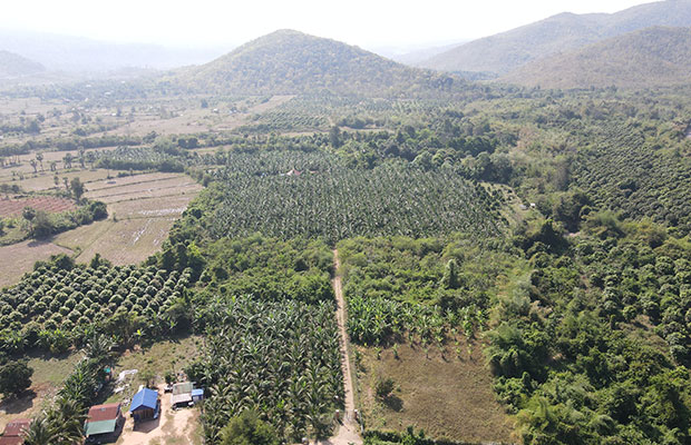 Kampong Speu - Coconut Farm For Sale (4Hecta Land)